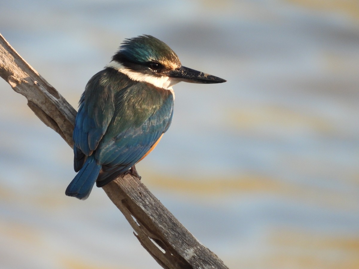 Sacred Kingfisher - ML622087771