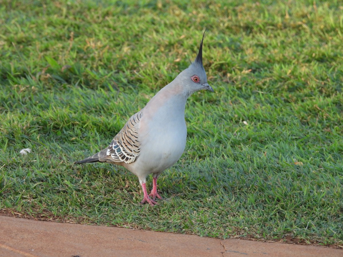 Crested Pigeon - ML622087772