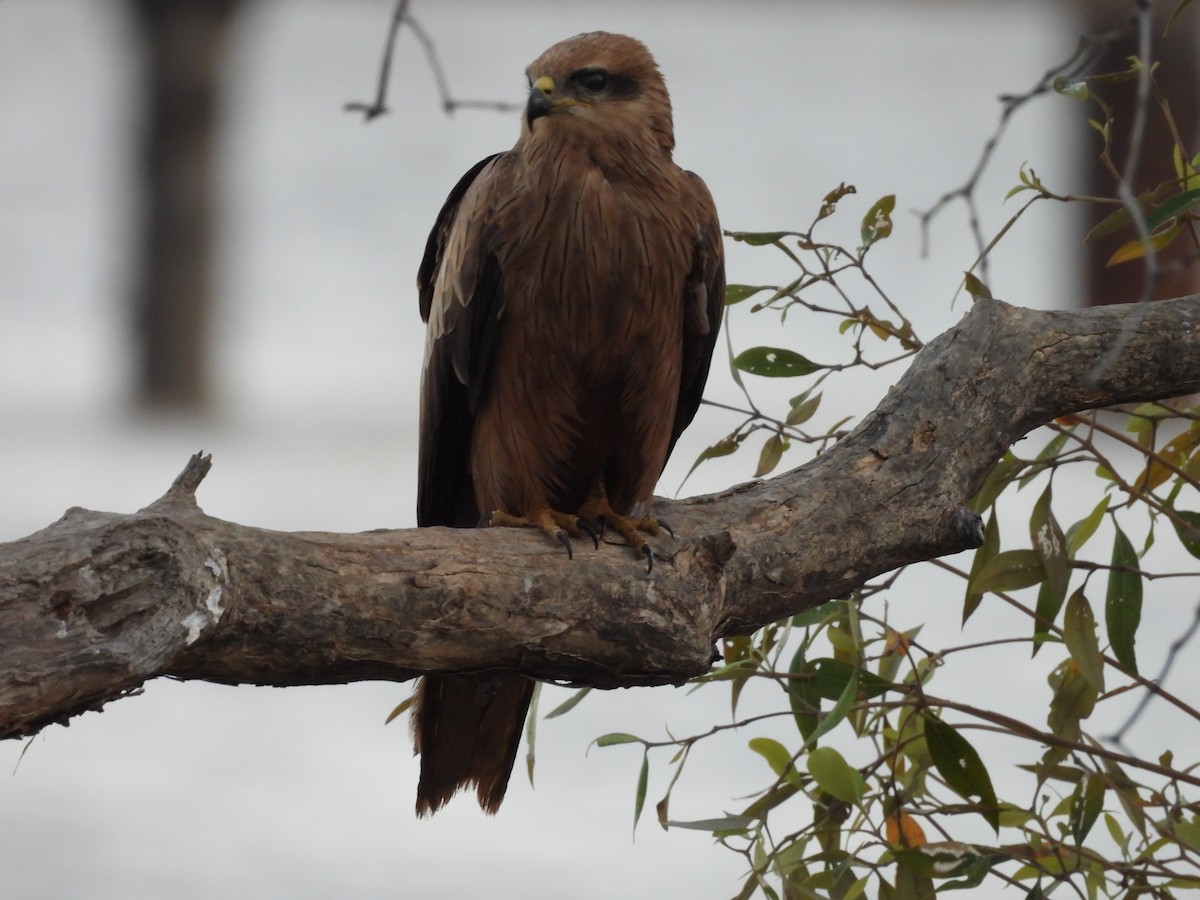 Black Kite - ML622087773