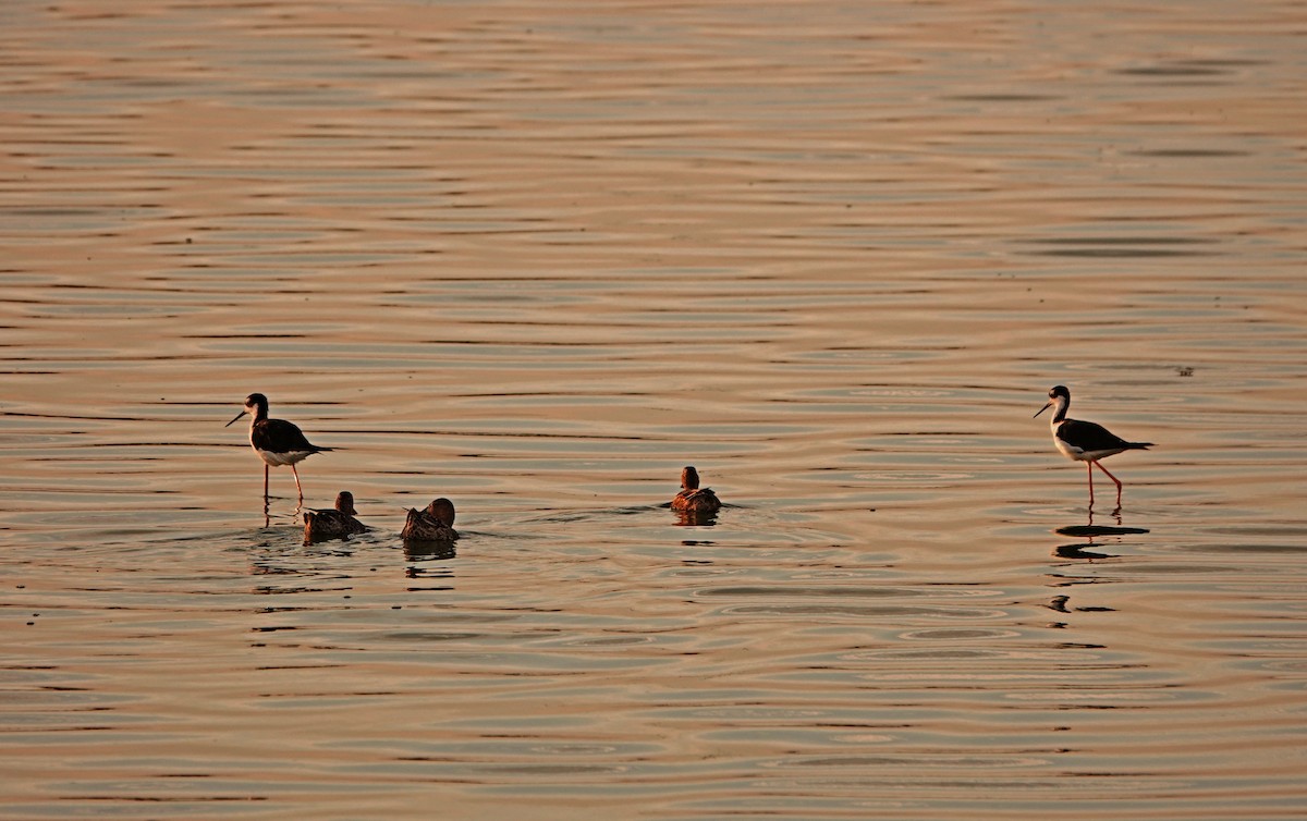 Black-necked Stilt - ML622087776