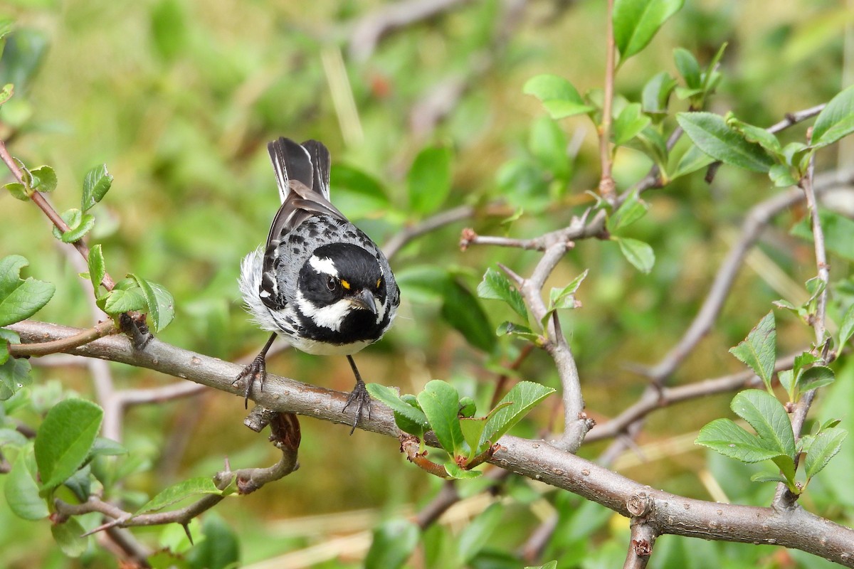 Black-throated Gray Warbler - ML622087777