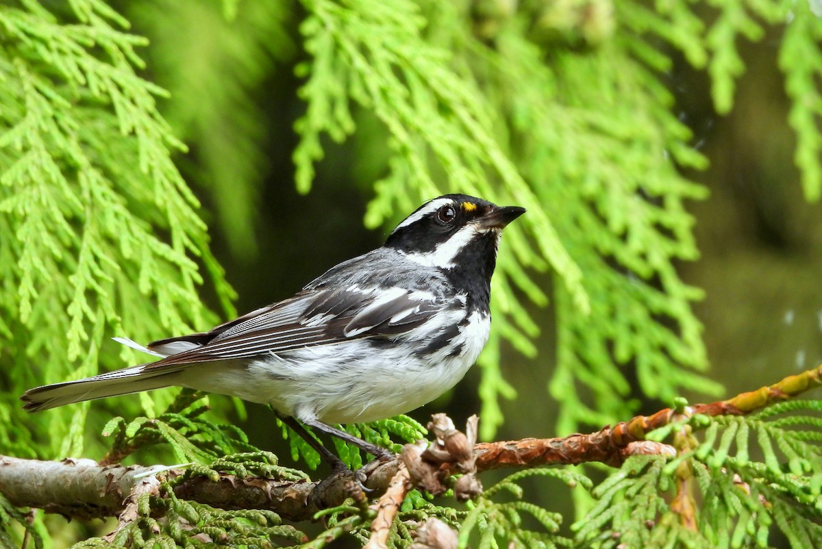 Black-throated Gray Warbler - ML622087778