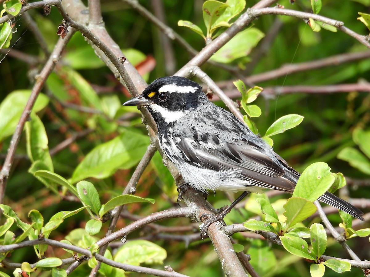 Black-throated Gray Warbler - ML622087781