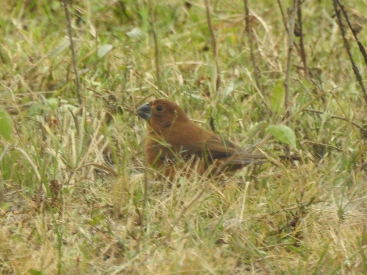 Ultramarine Grosbeak - Patricio Ramírez Llorens