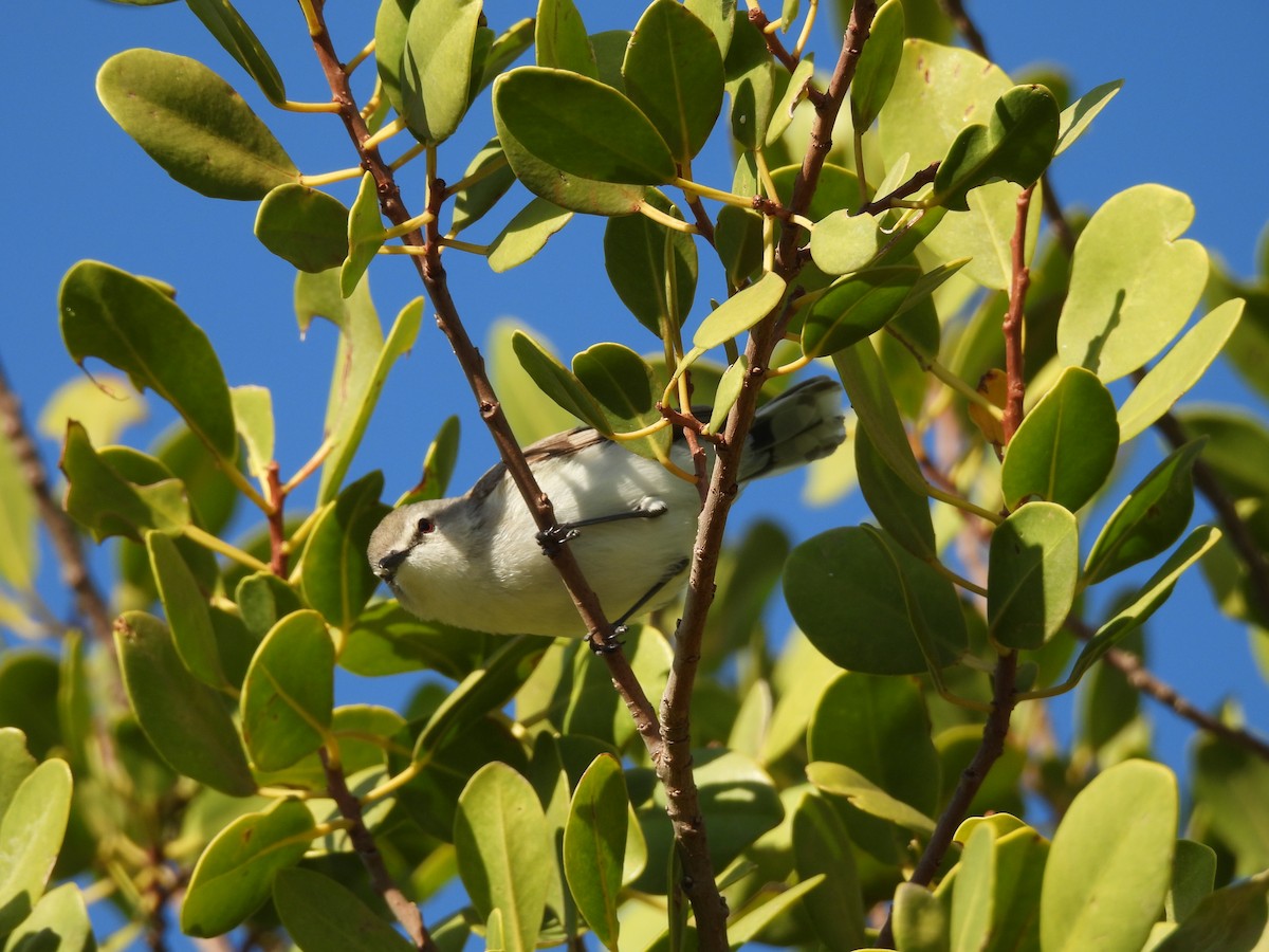 Mangrove Gerygone - ML622087787