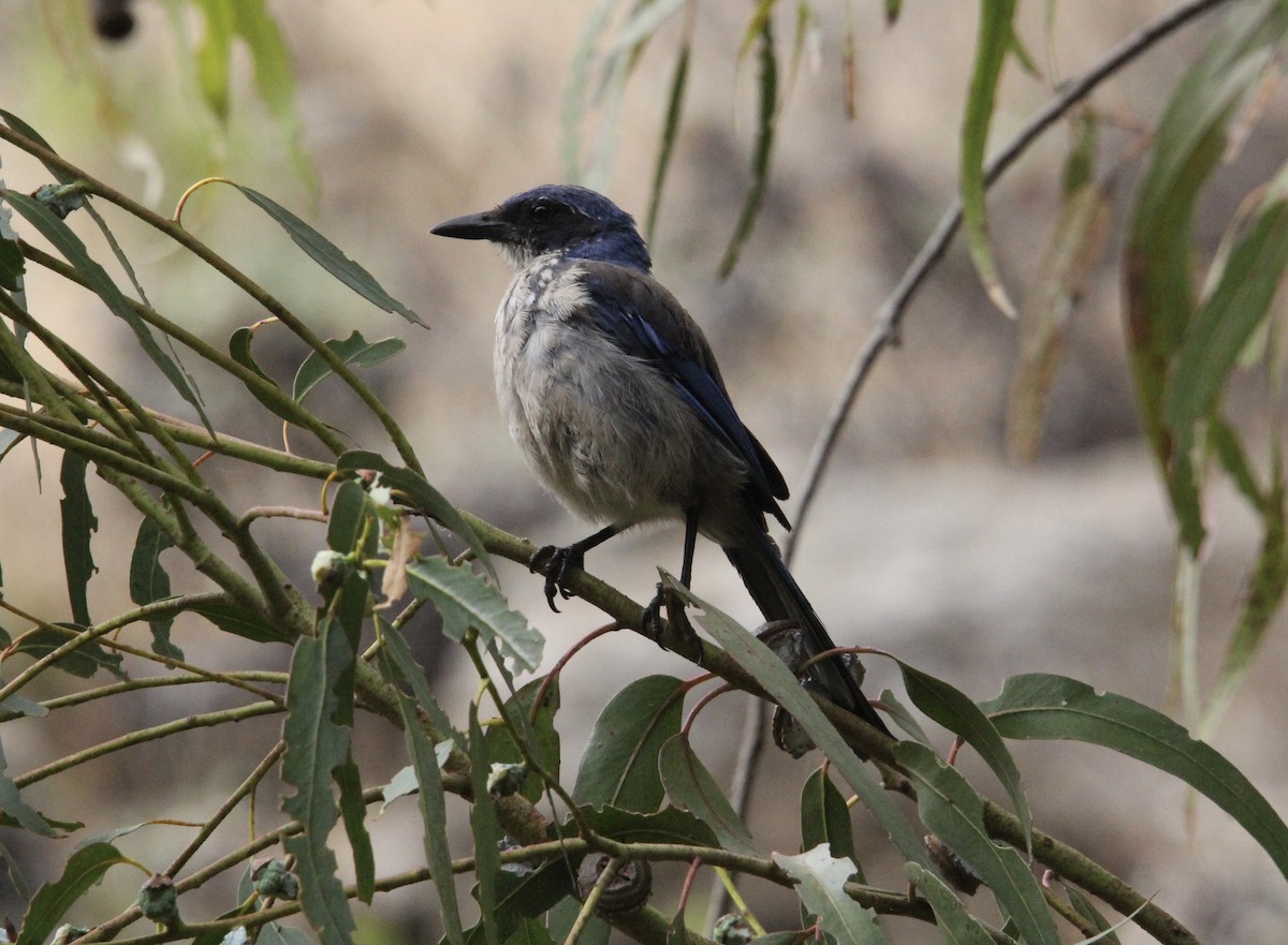 Island Scrub-Jay - ML622087788