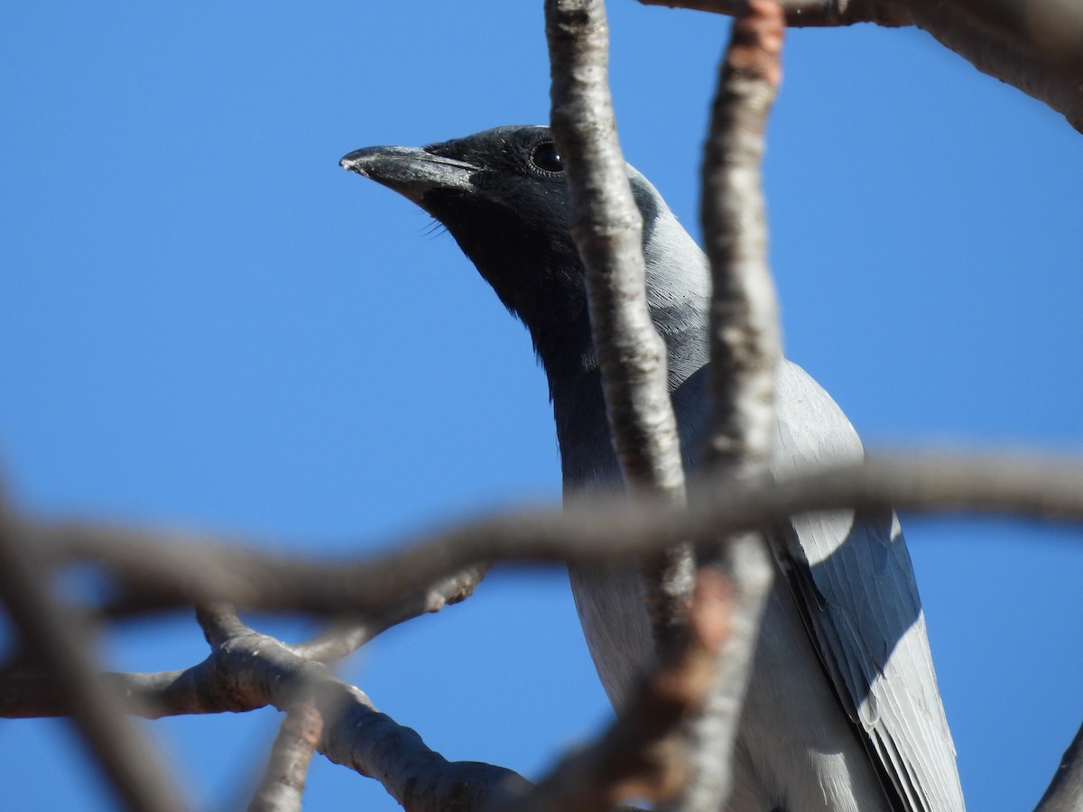 Black-faced Cuckooshrike - ML622087789