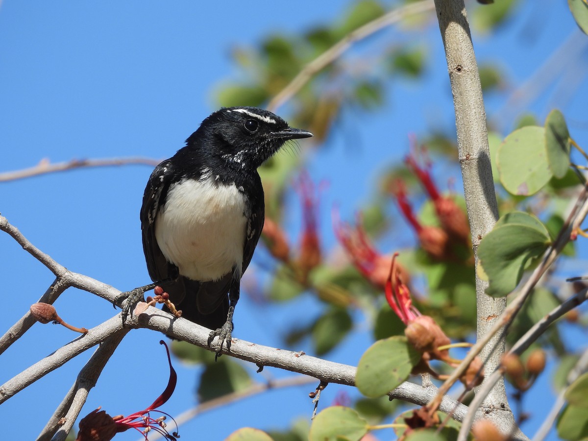 Willie-wagtail - ML622087790