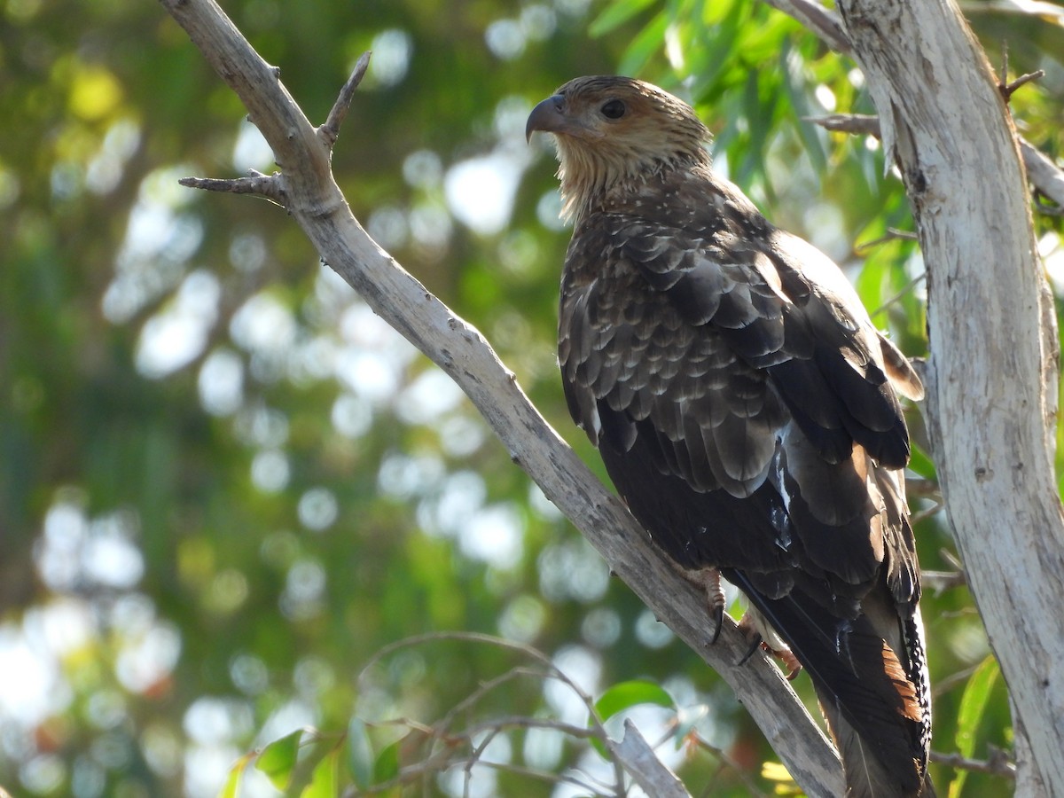 Whistling Kite - ML622087791