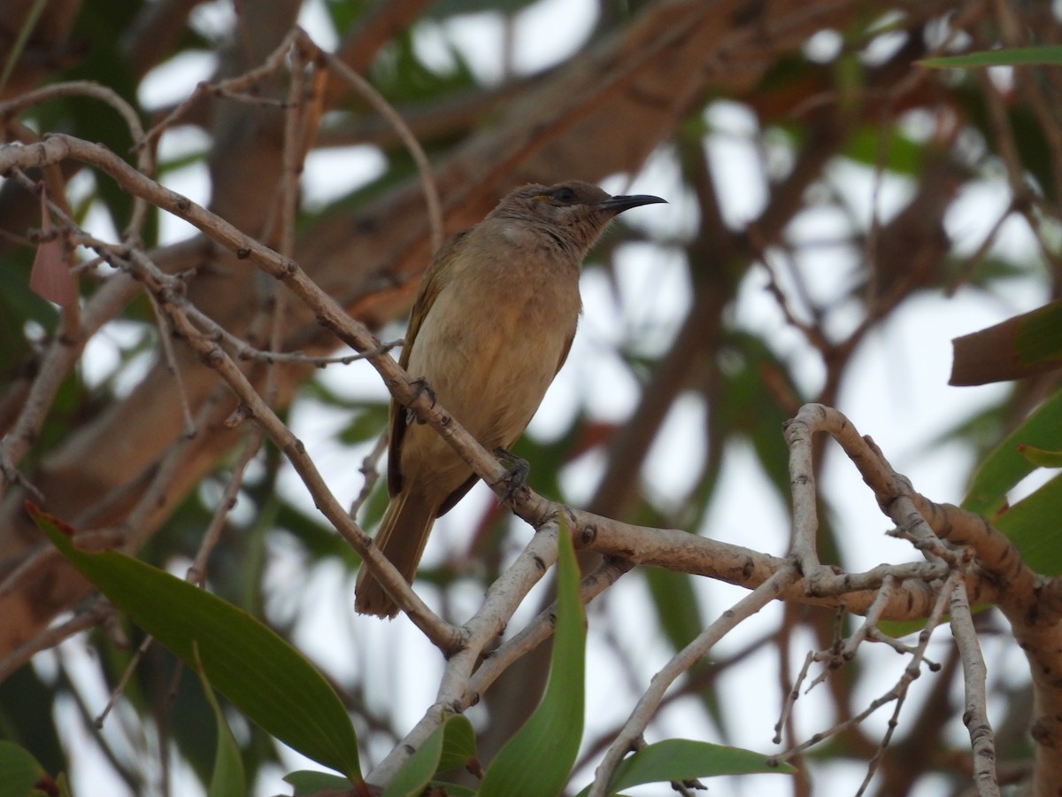 Brown Honeyeater - ML622087793