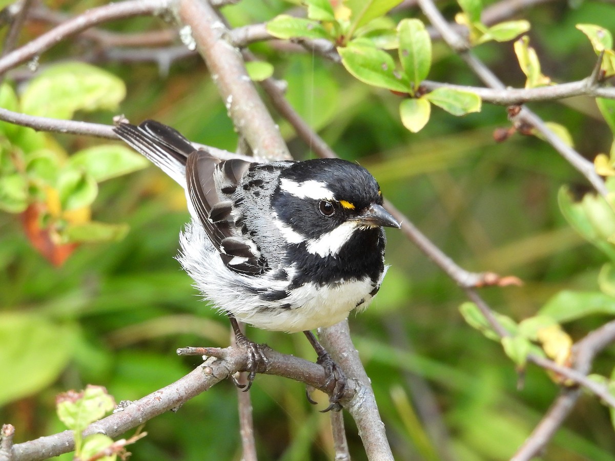 Black-throated Gray Warbler - ML622087794