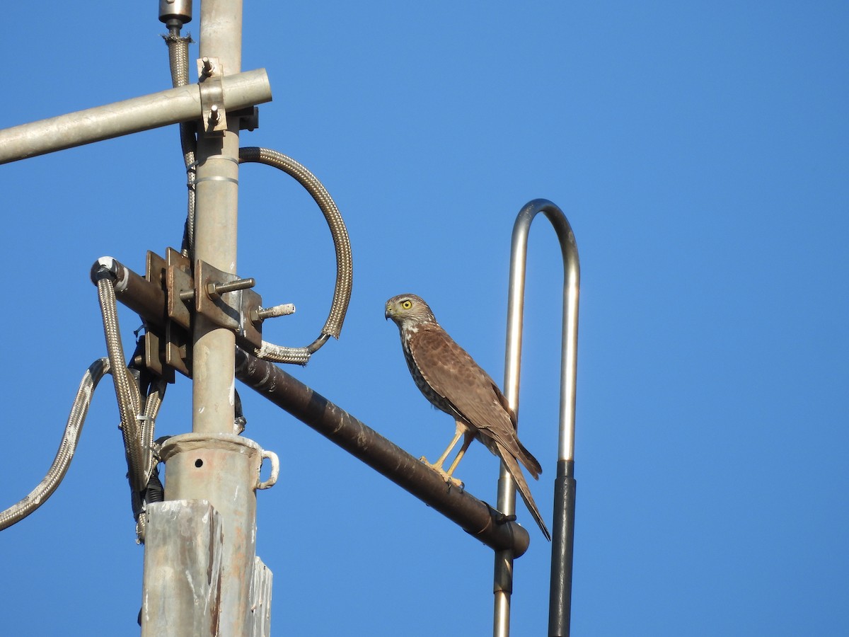 Brown Goshawk - ML622087795