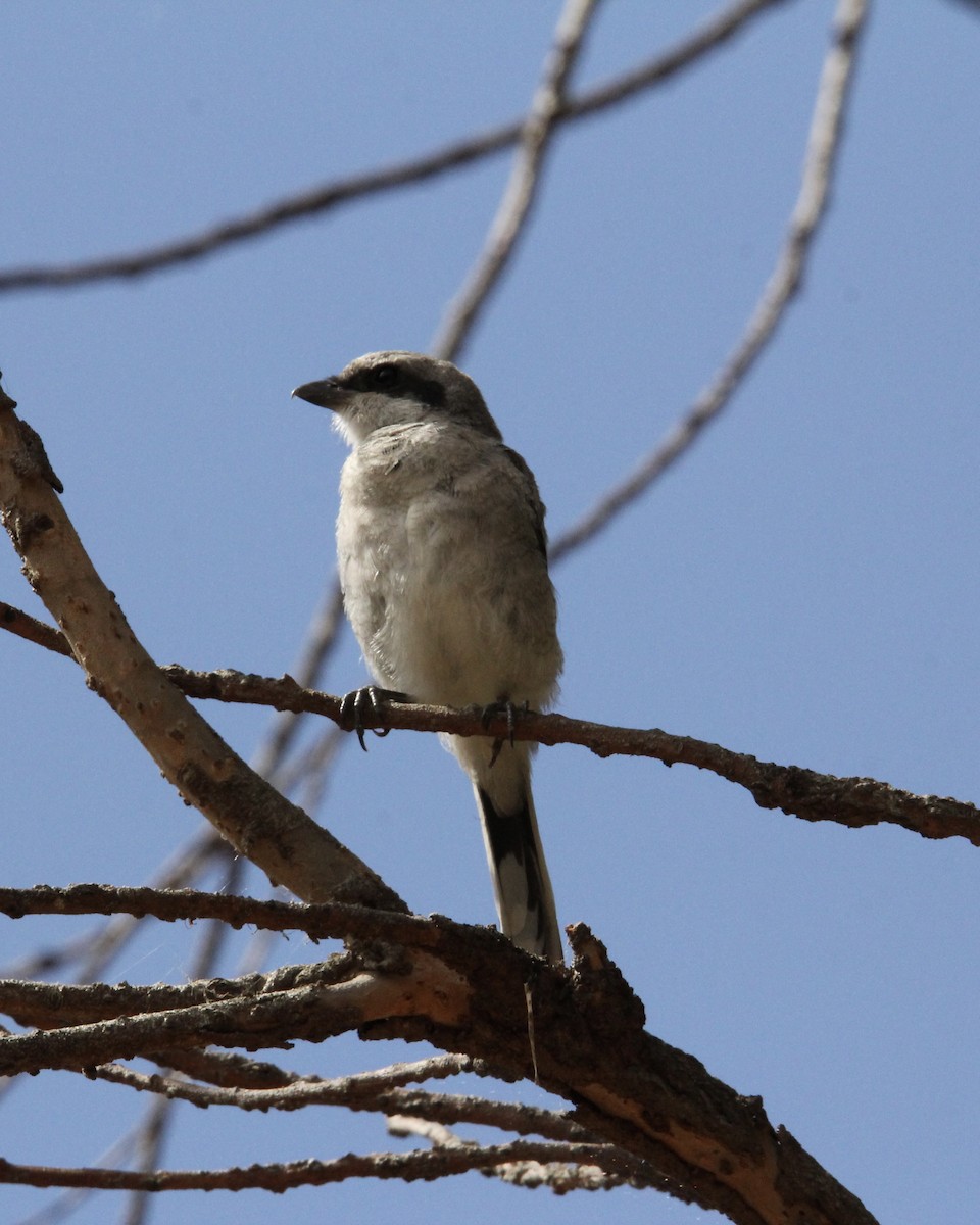 Pie-grièche migratrice - ML622087796