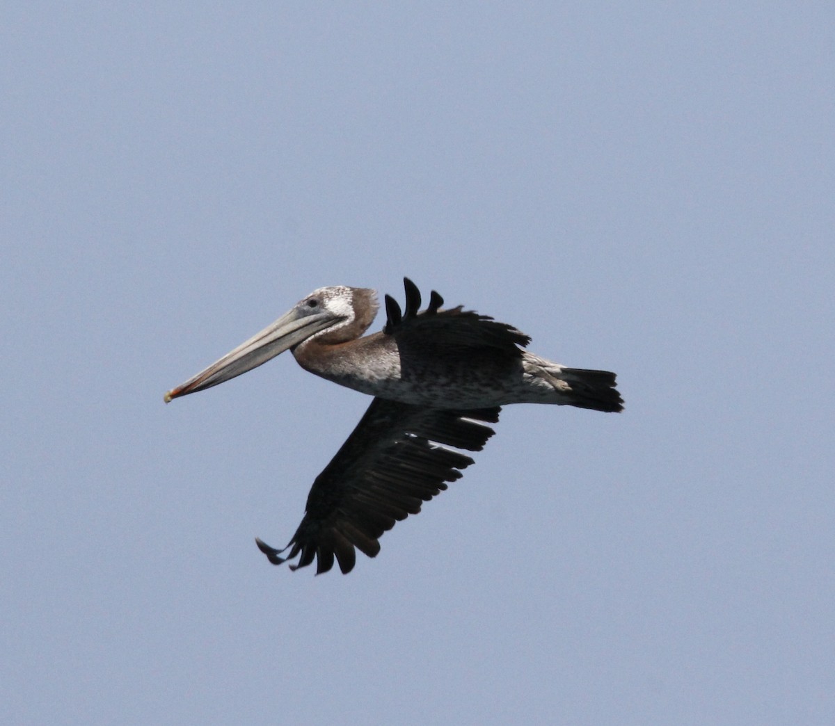 Brown Pelican - ML622087799