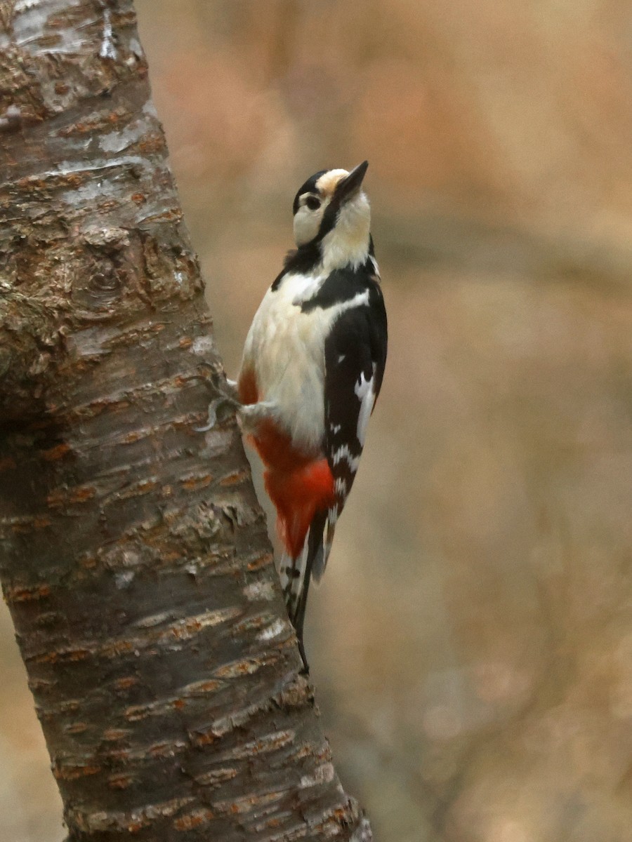 Great Spotted Woodpecker (japonicus) - ML622087835