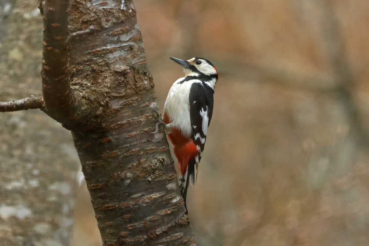 Great Spotted Woodpecker (japonicus) - ML622087836
