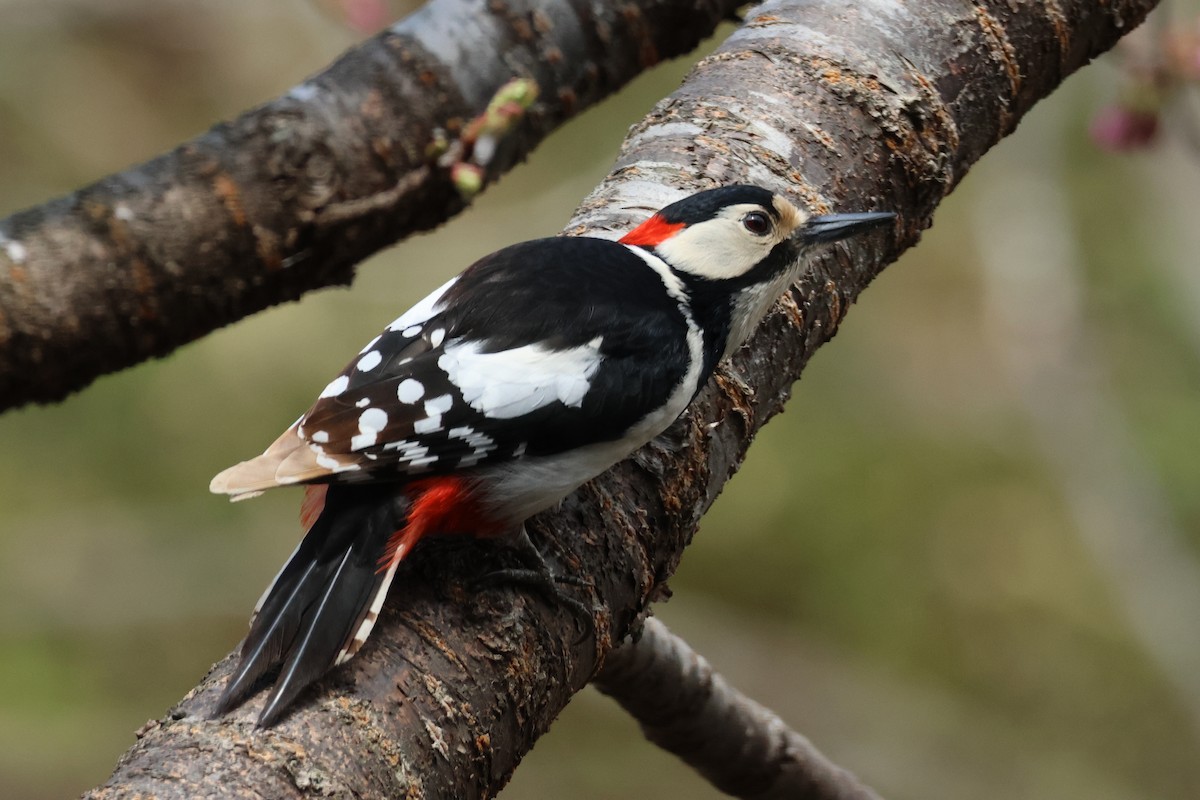 Great Spotted Woodpecker (japonicus) - ML622087839