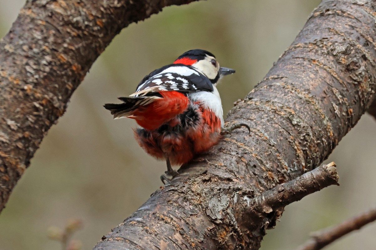 Great Spotted Woodpecker (japonicus) - ML622087840