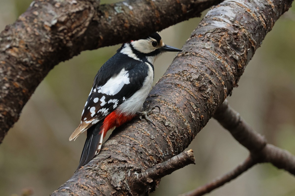 Great Spotted Woodpecker (japonicus) - ML622087841