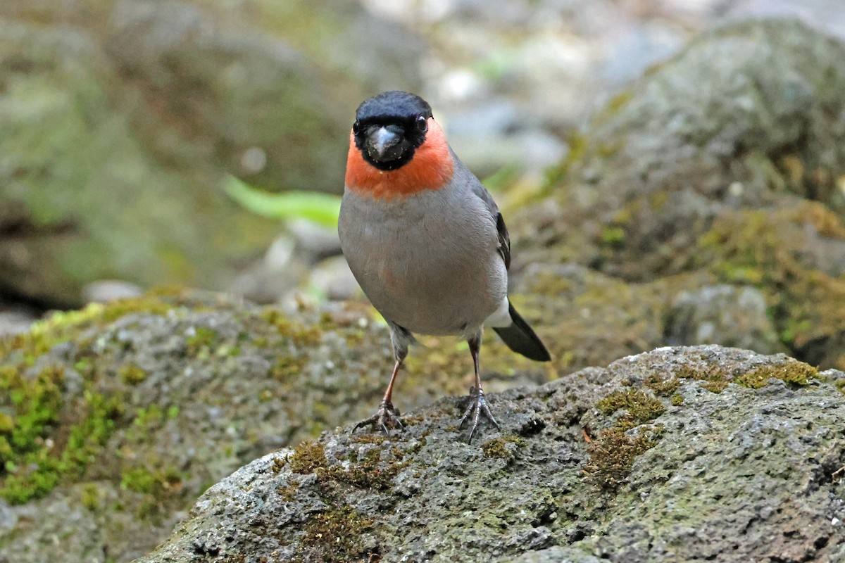 Eurasian Bullfinch - 佑淇 陳