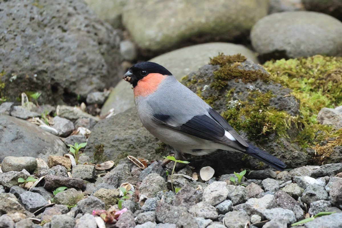 Eurasian Bullfinch - 佑淇 陳