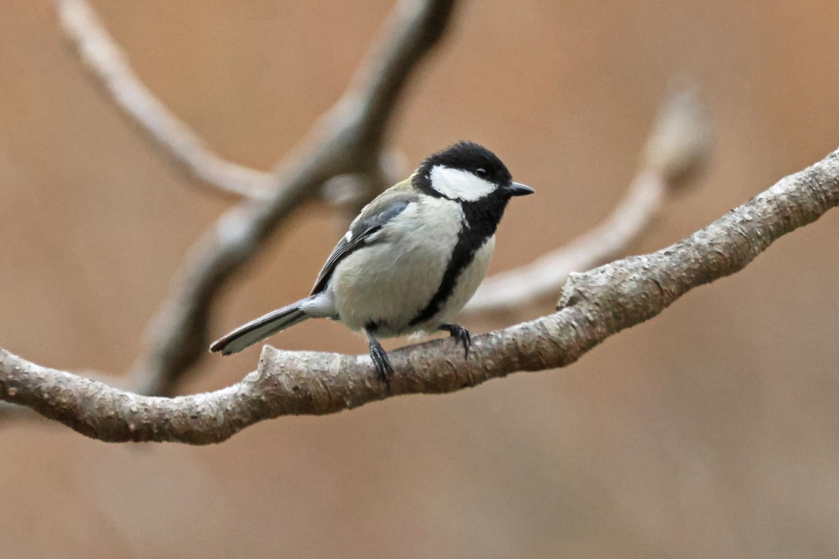 Japanese Tit - ML622087868