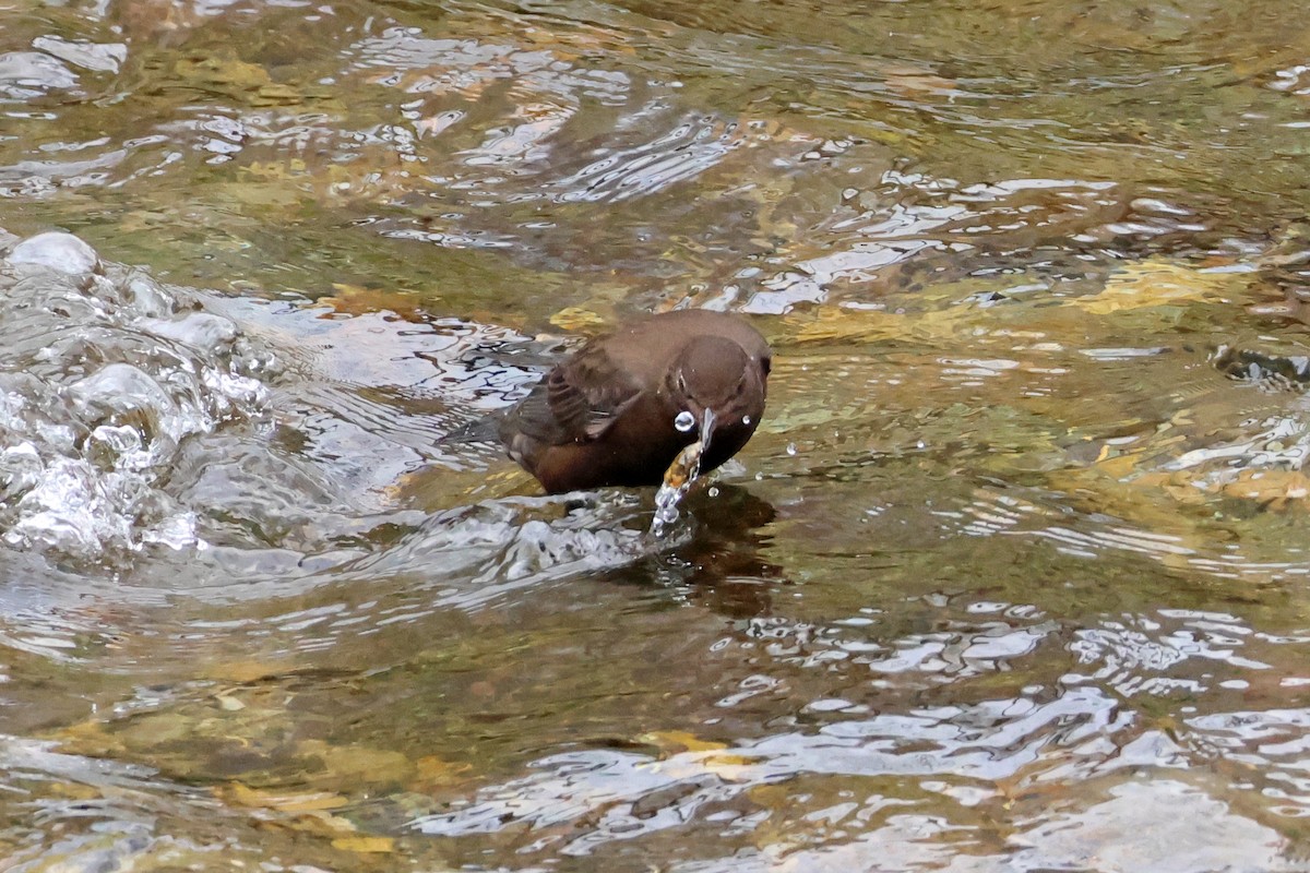 Brown Dipper - 佑淇 陳