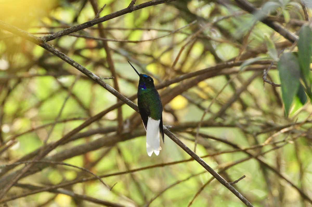 White-tailed Starfrontlet - ML622087878