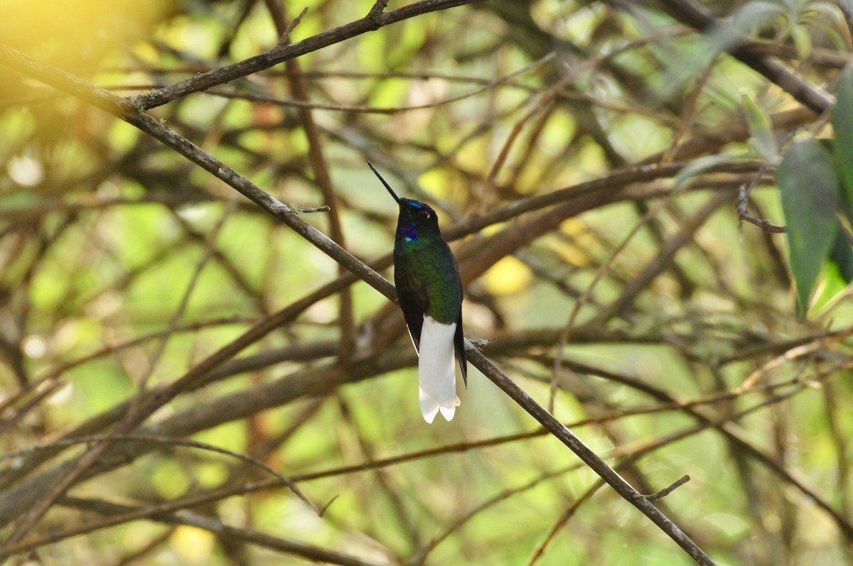 White-tailed Starfrontlet - ML622087879