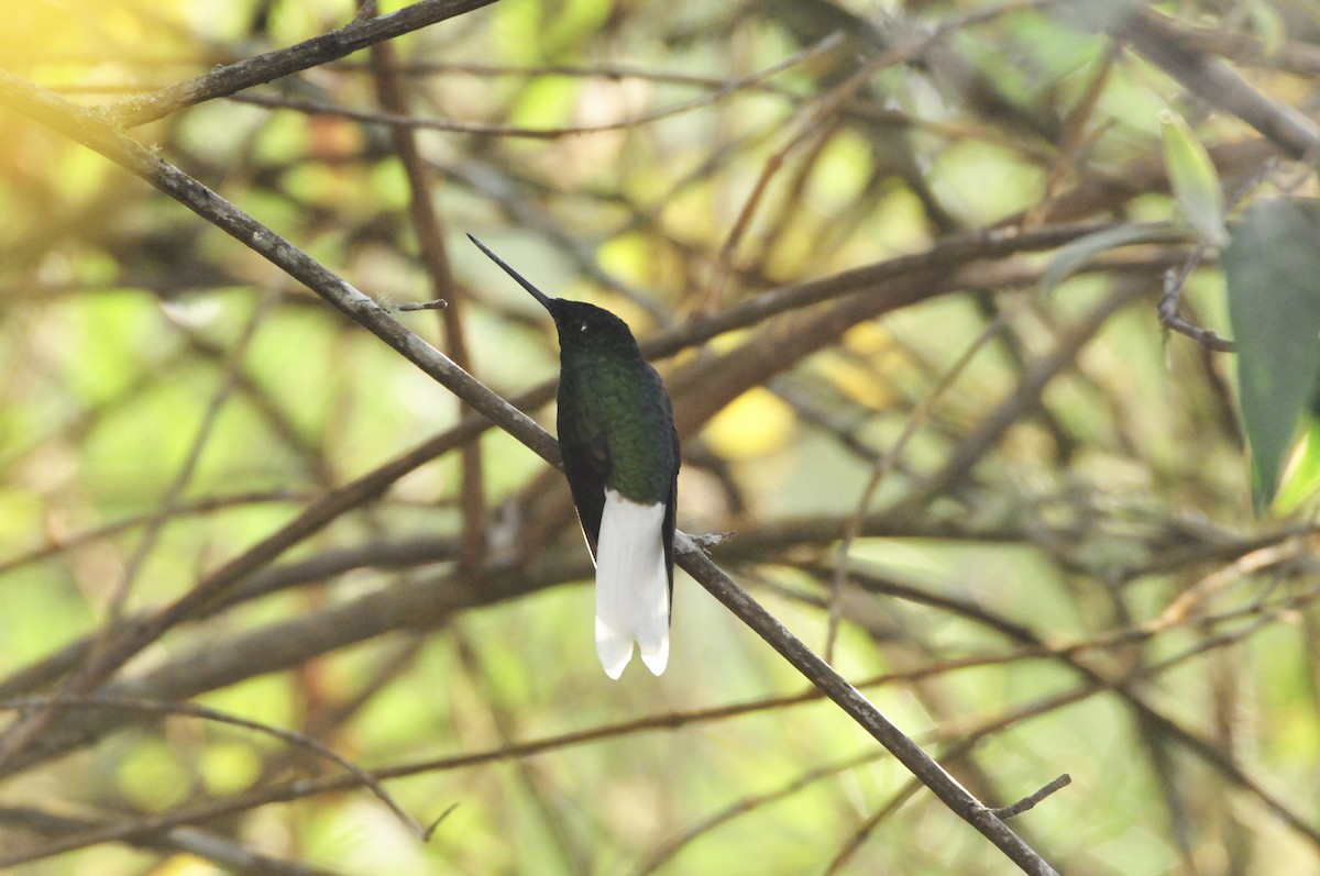 White-tailed Starfrontlet - ML622087880