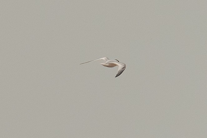 Saunders's Tern - ML622087886