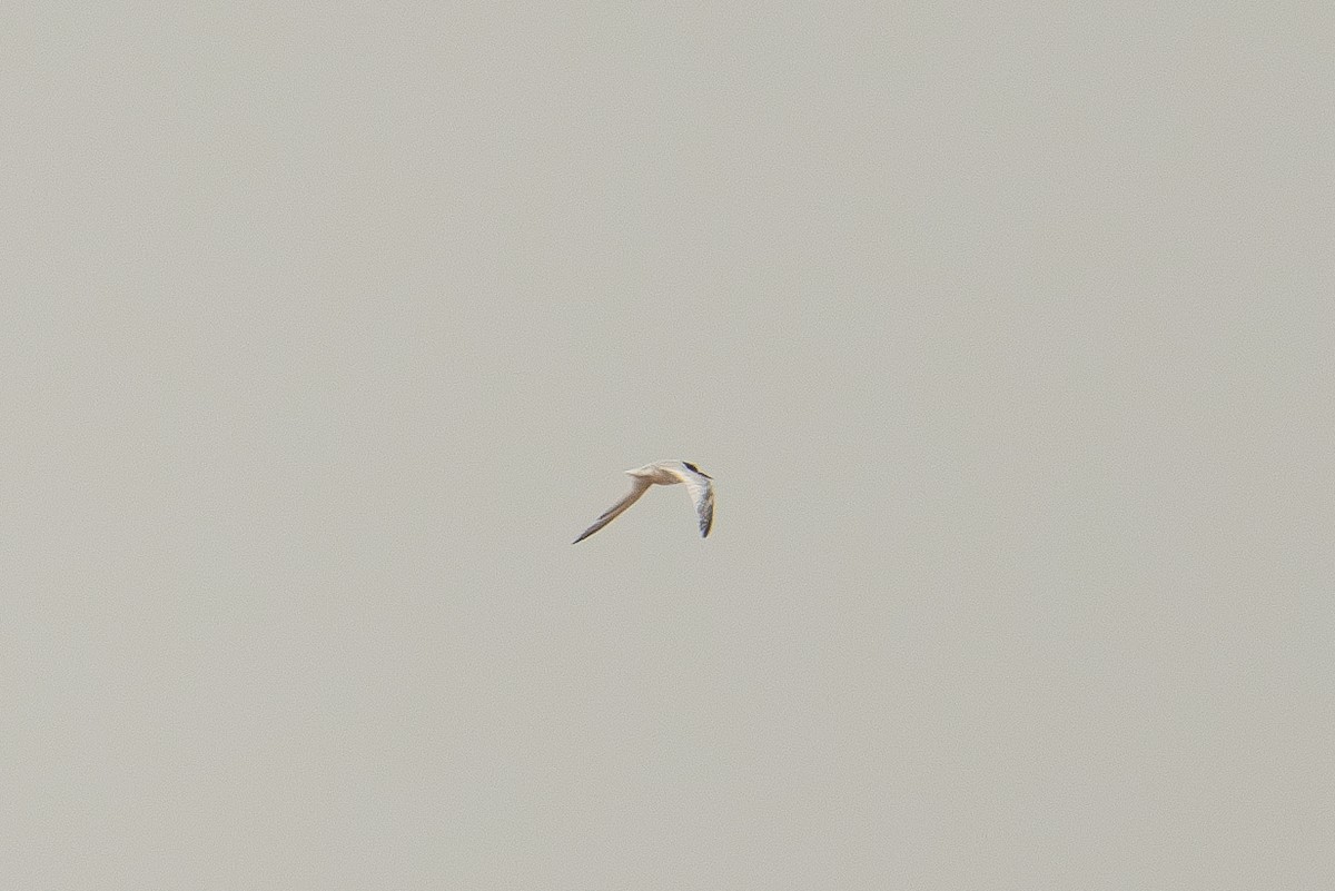 Saunders's Tern - tejas k rao