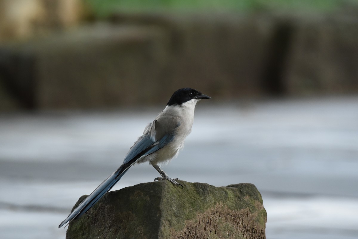 Azure-winged Magpie - ML622087889