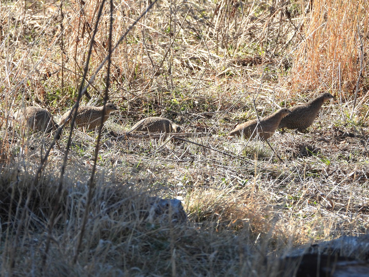 Brown Quail - ML622087892