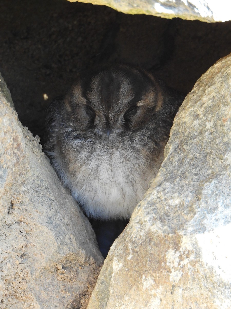 Australian Owlet-nightjar - ML622087893