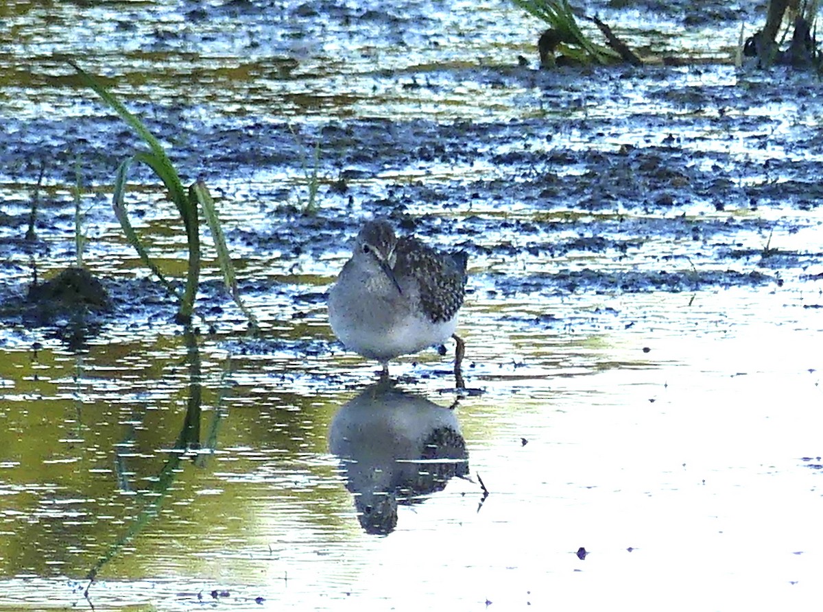 Solitary Sandpiper - Aziza Cooper