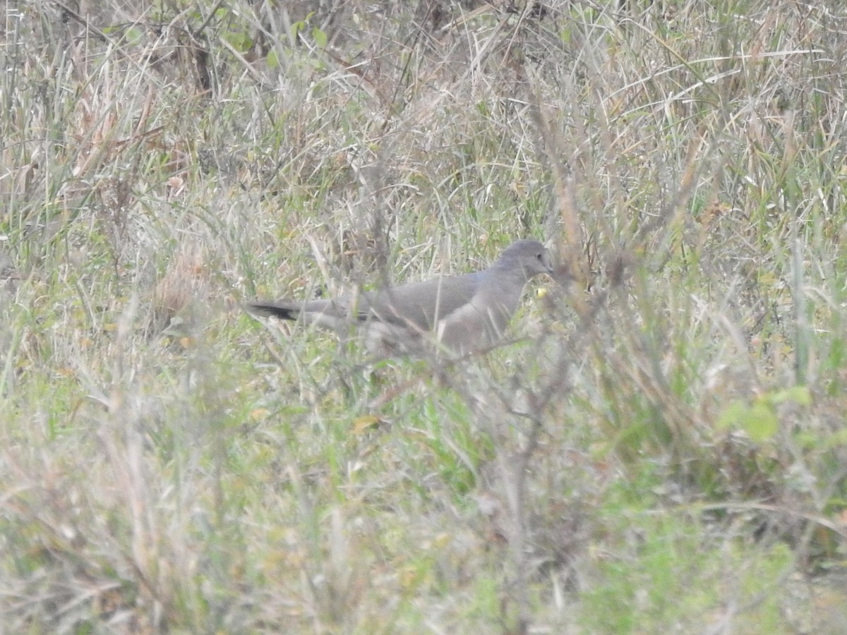 White-tipped Dove - ML622087896