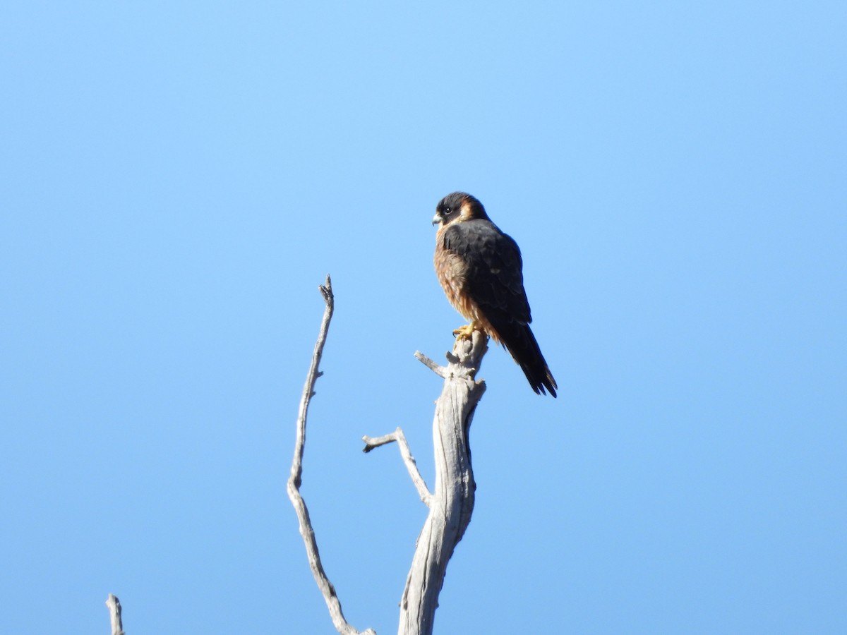 Australian Hobby - ML622087898