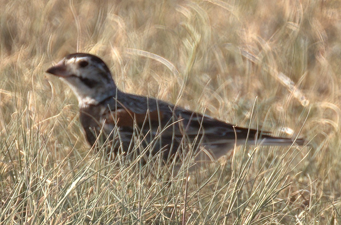 Thick-billed Longspur - Richard Brown