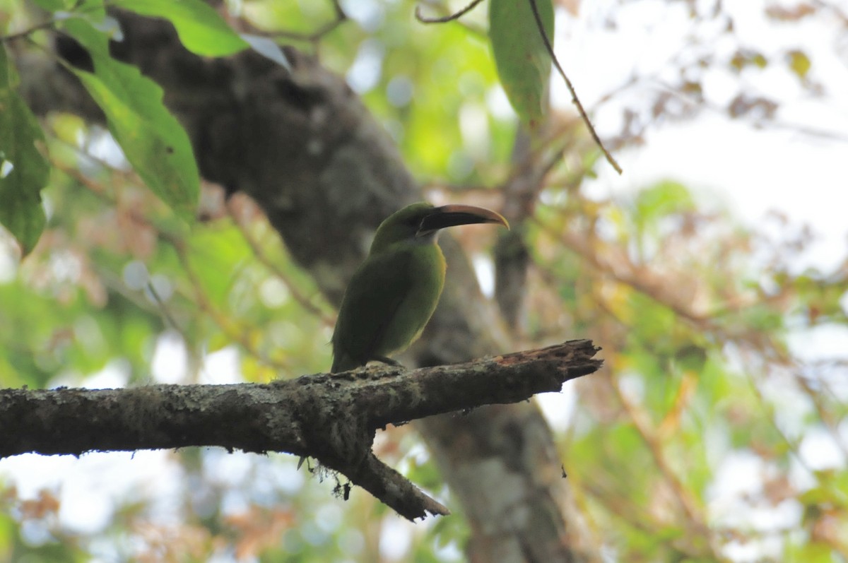 Groove-billed Toucanet - ML622087917