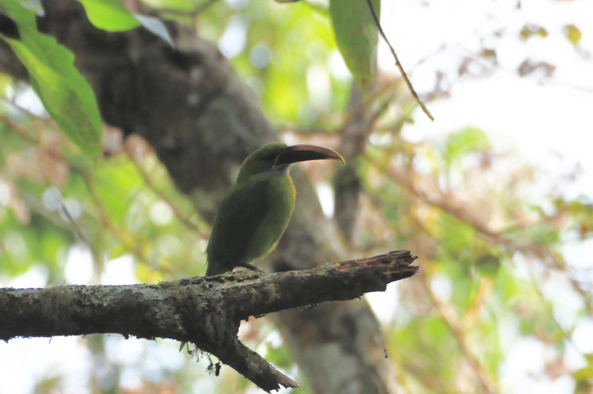 Groove-billed Toucanet - ML622087918