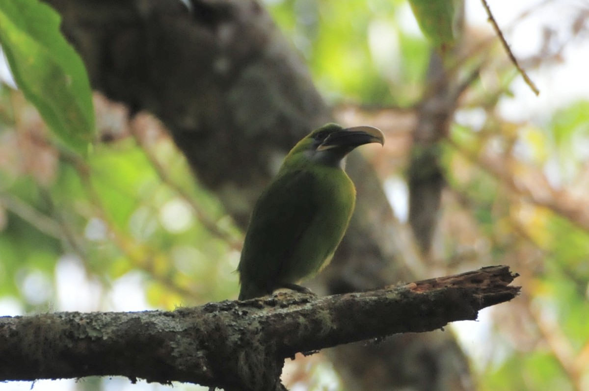 Groove-billed Toucanet - TONY STEWART