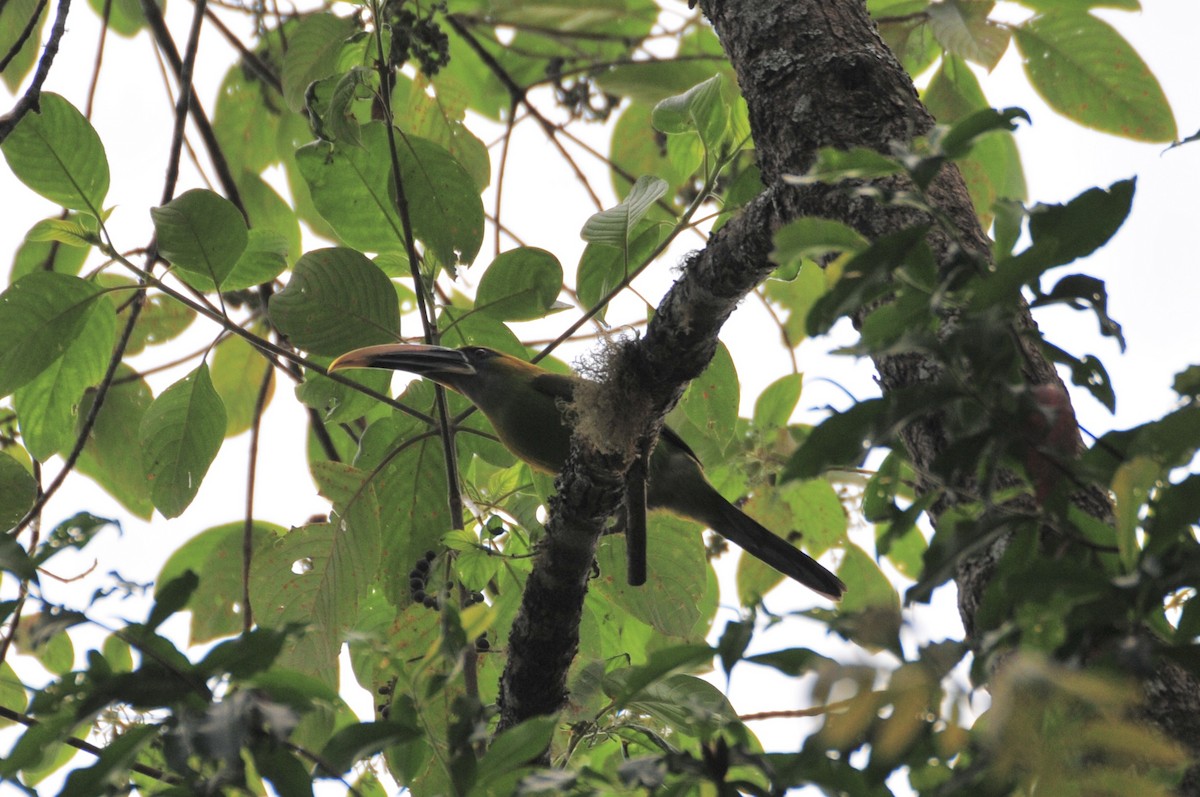 Groove-billed Toucanet - TONY STEWART