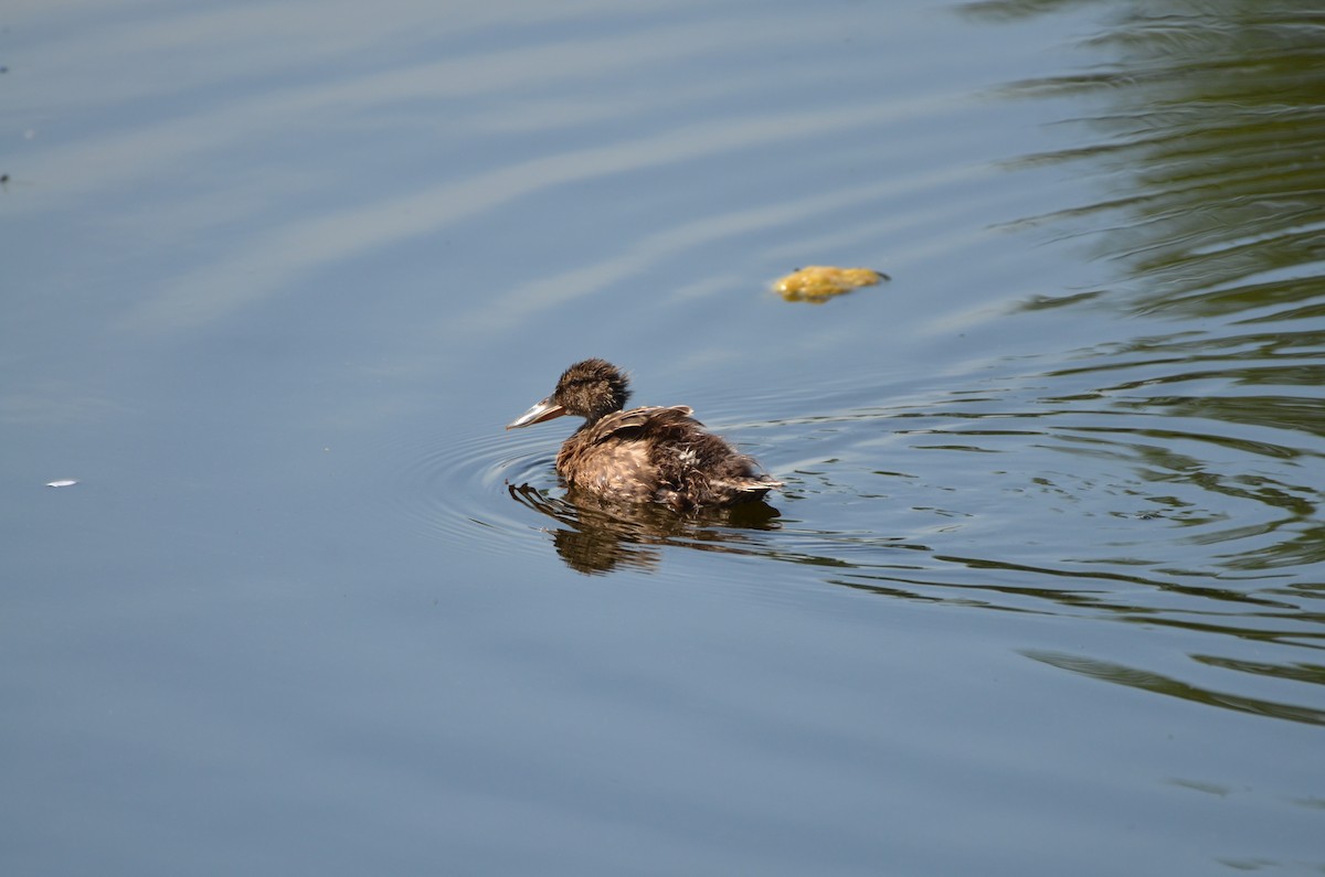 Canard souchet - ML622087957