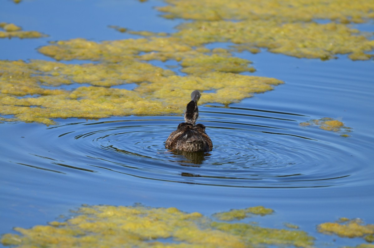 Canard souchet - ML622087958