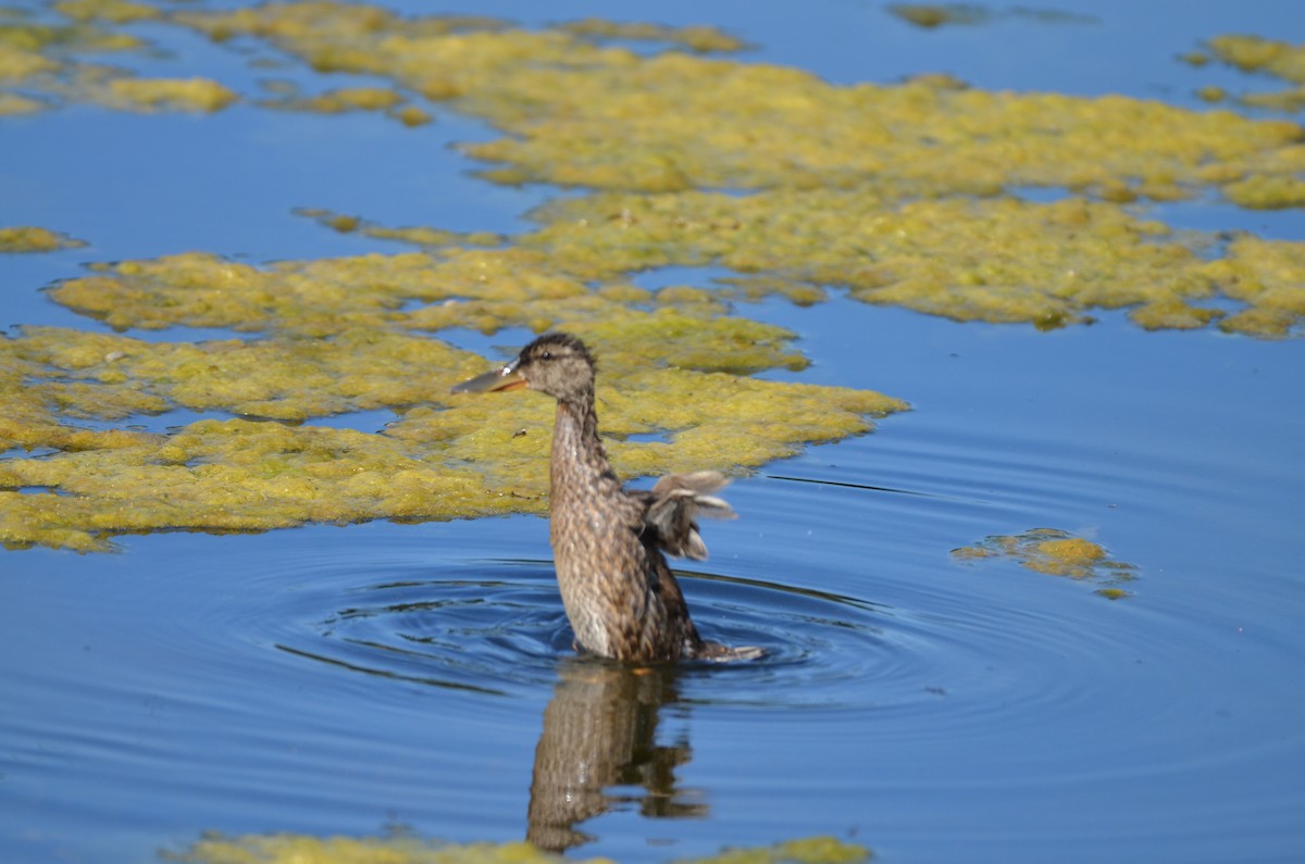 Northern Shoveler - Carmen Tavares