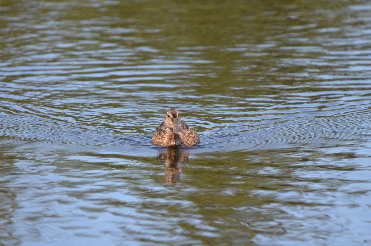 Northern Shoveler - ML622087960