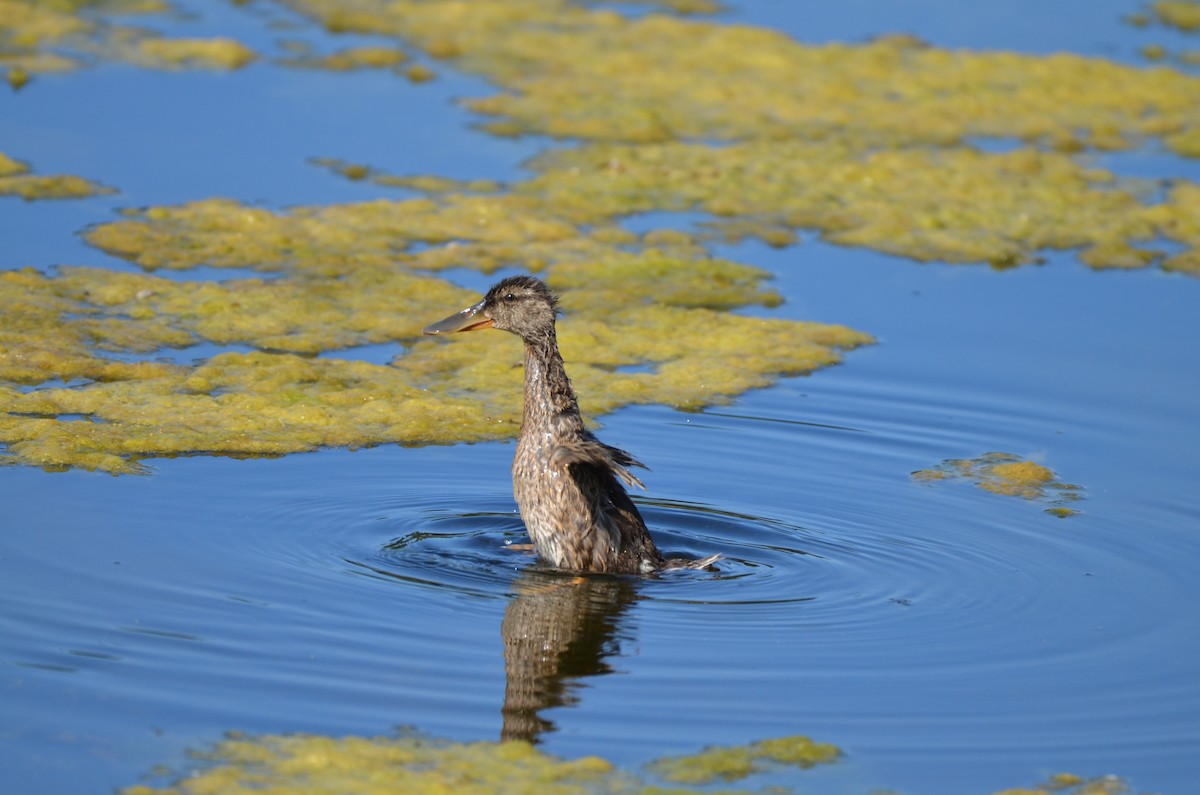 Northern Shoveler - ML622087964