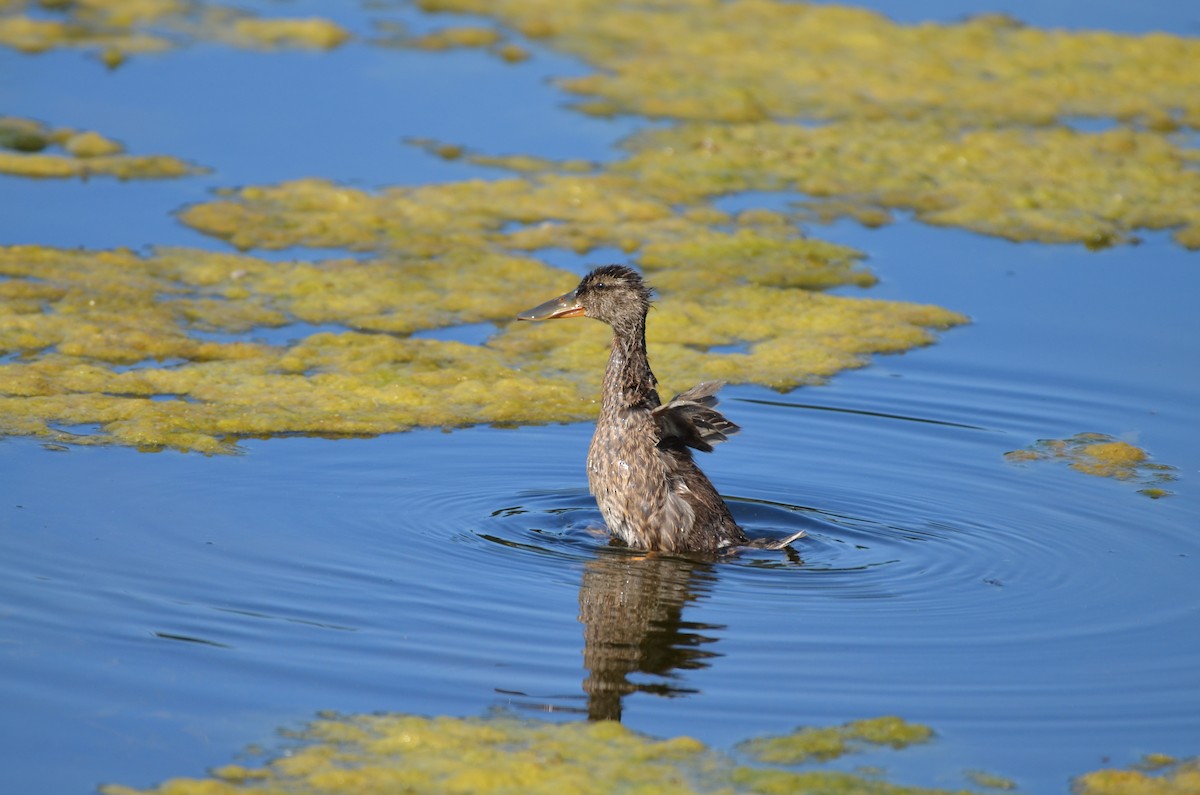 Canard souchet - ML622087965