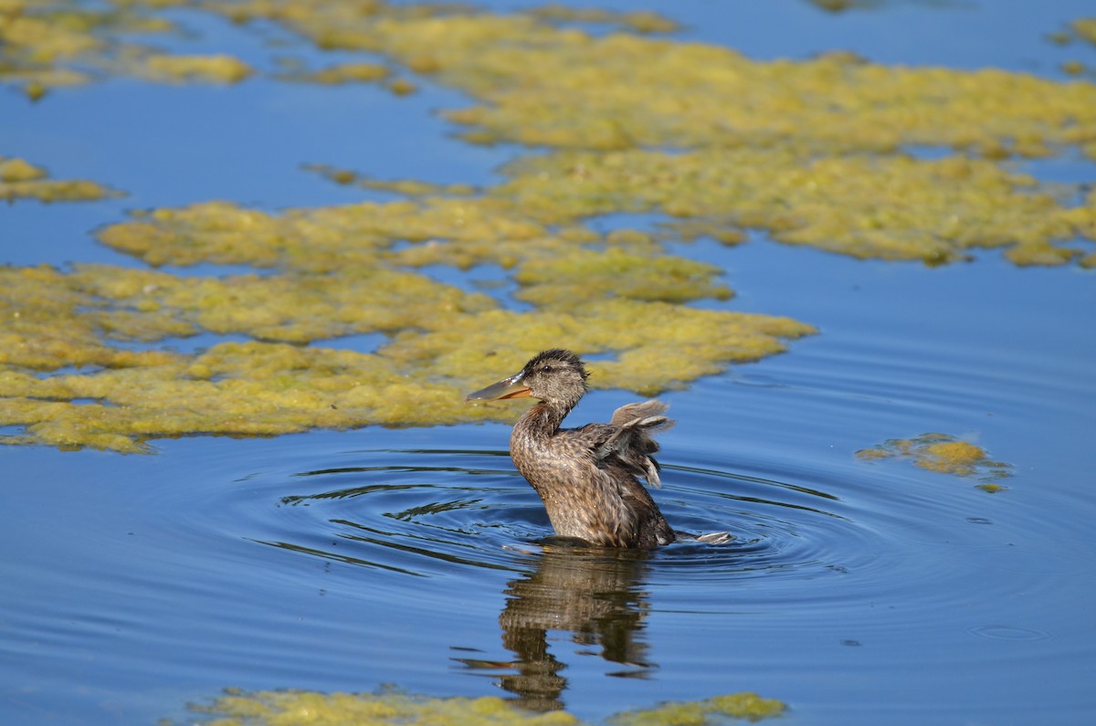 Canard souchet - ML622087966